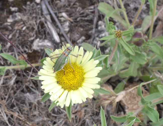 Su Pallenis spinosa